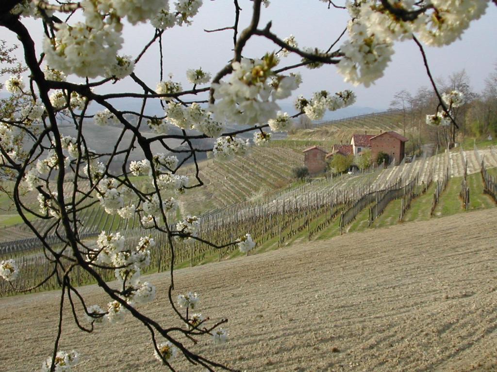 Cascina Il Ginepro Konuk evi Sinio Dış mekan fotoğraf